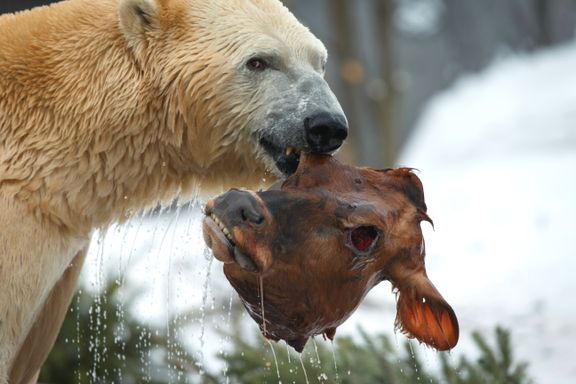 Forholdet surnet. - isbjørnskillsmisse i dyrehage
