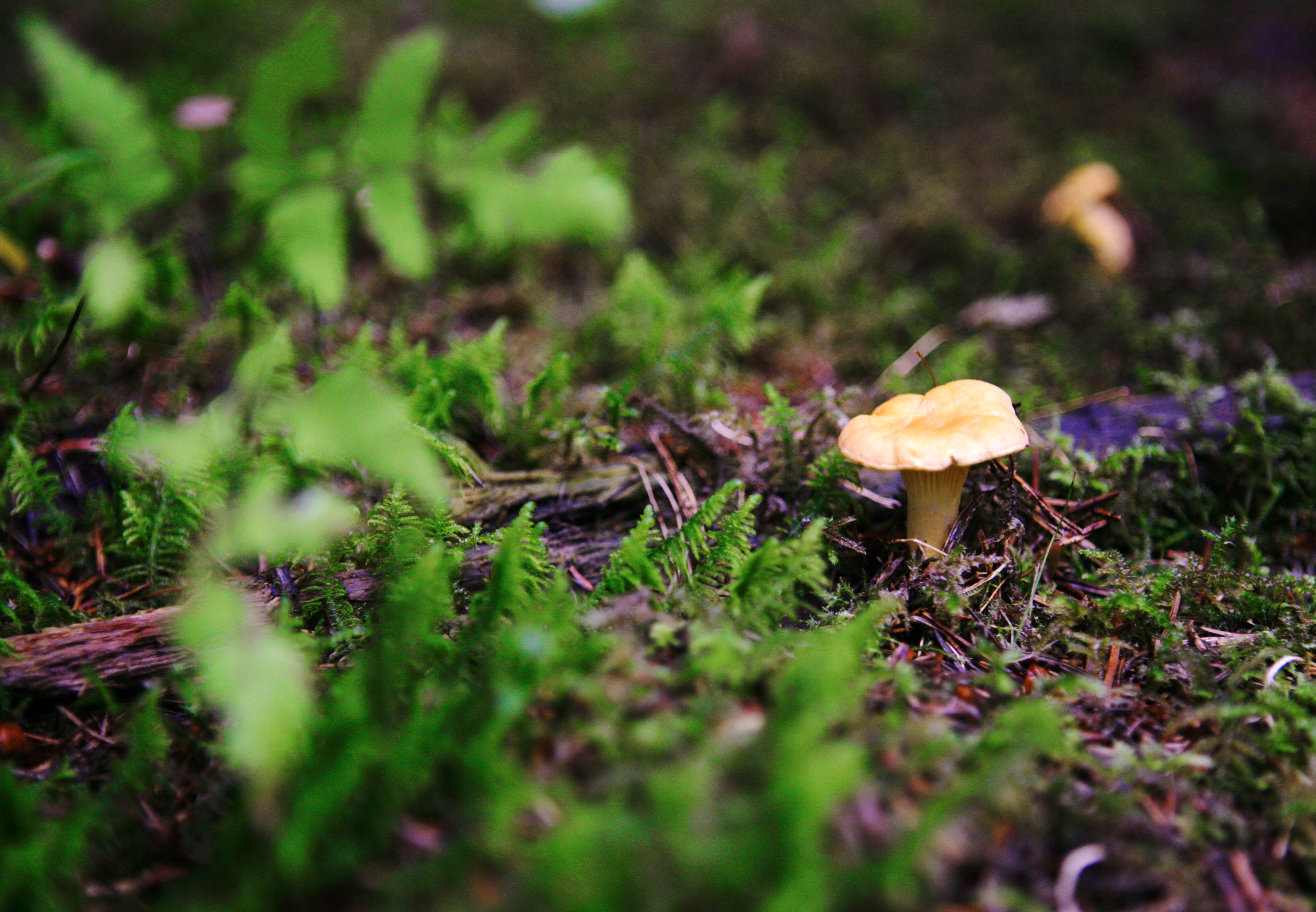 Kantarellen er ujevn og bølgete i kantene, og hvit og fin inni. 