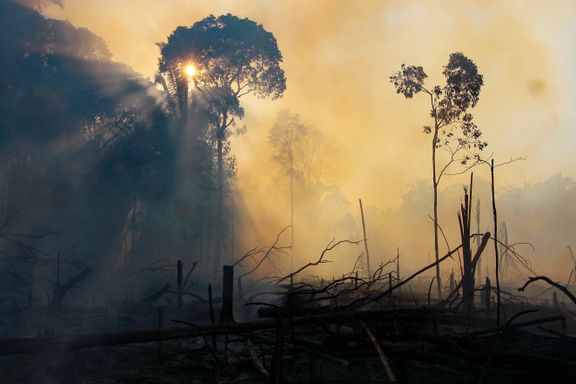 Dramatiske tall i ny rapport: 8 prosent av Amazonas er blitt borte siden 2000