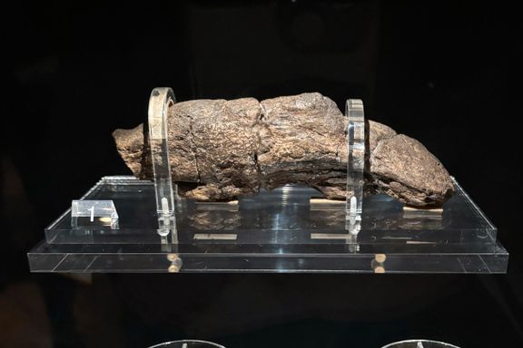 Fossil bæsj avslører vikingenes liv: – Levde ikke spesielt sunt.