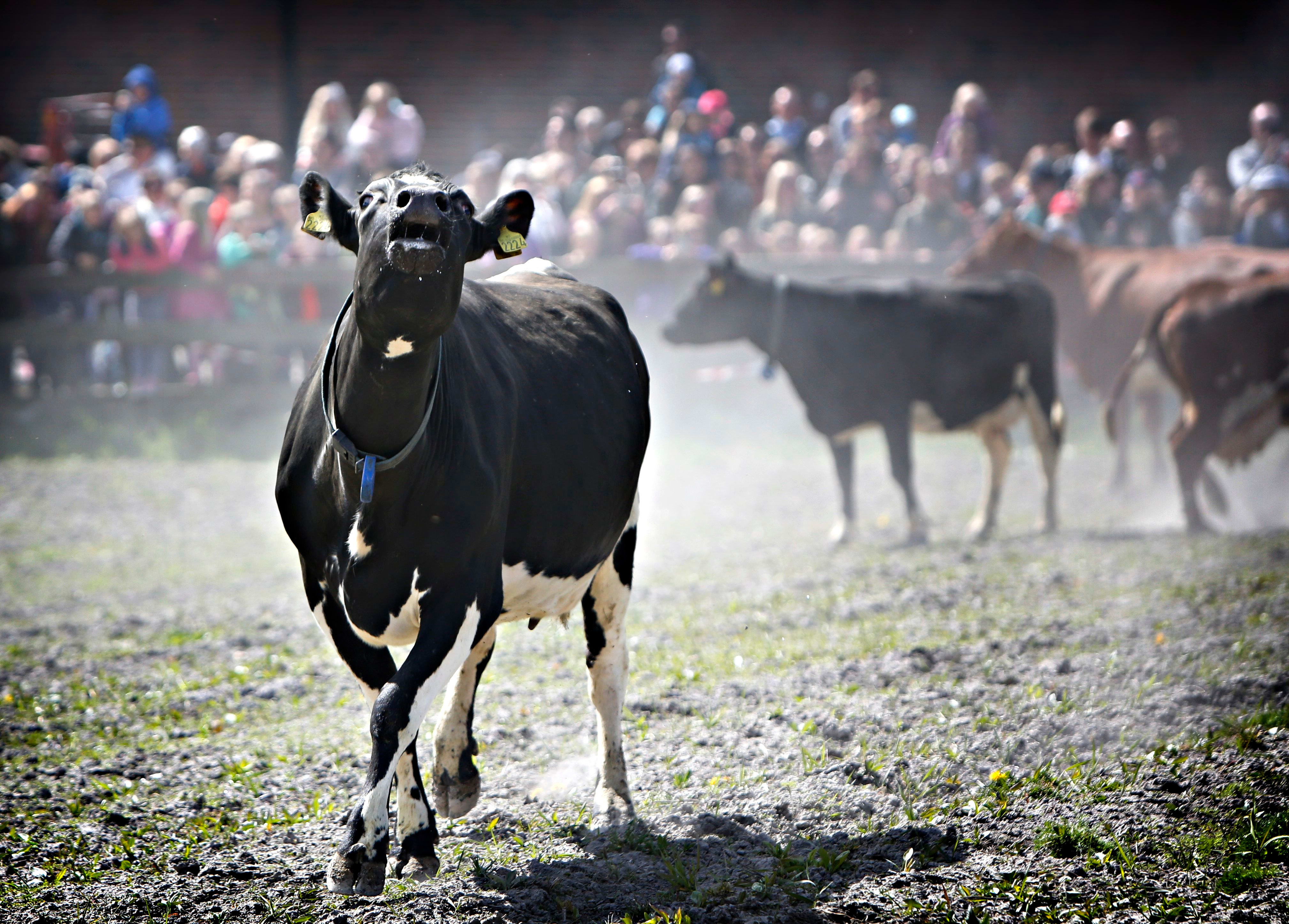 Dette er en årlig tradisjon. Her fra 2014.