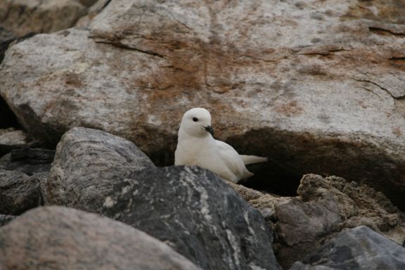 Hva kan mageinnholdet til en sjøfugl i Antarktis fortelle oss om fortidens klima?