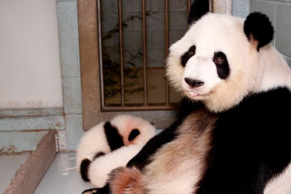 IUCN: Pandaen ikke lenger utrydningstruet