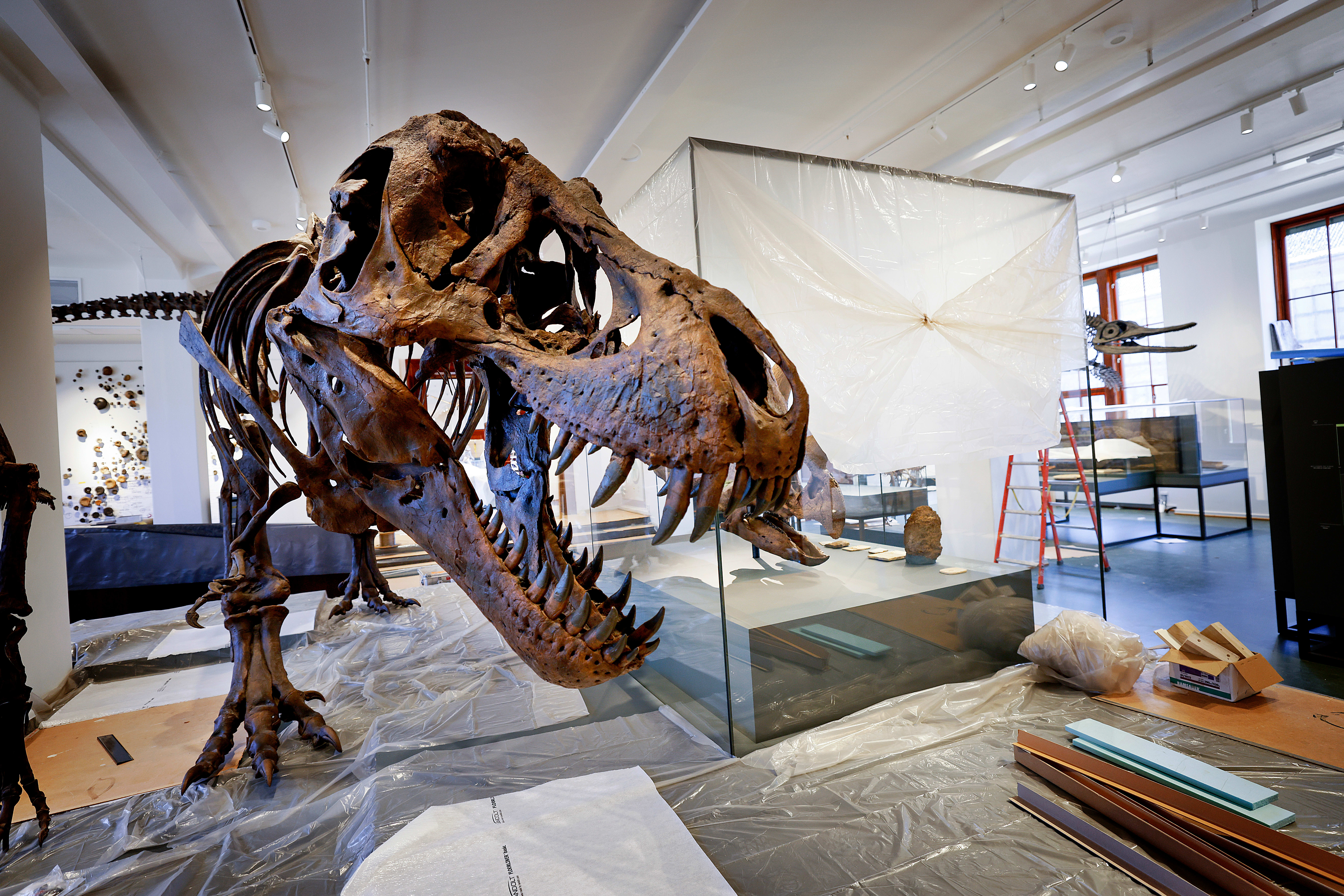 Geologibygningen på Naturhistorisk museum gjenåpnet i 2022. 