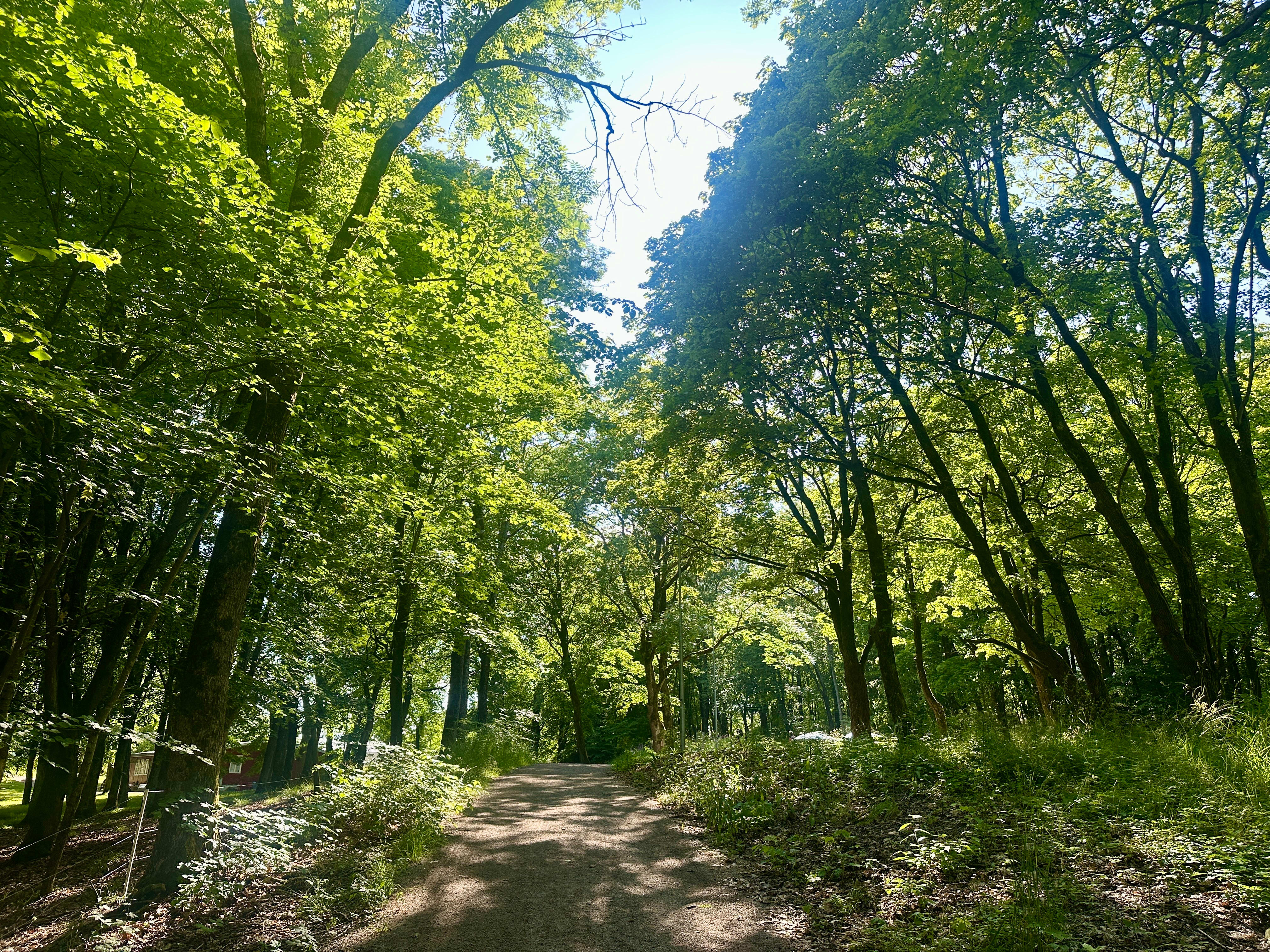 På Hovedøyas grusveier kan man fint ta seg en løpetur.