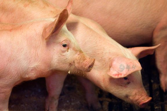 Hvordan bør en kjøttspiser forholde seg til at dyr påføres lidelse i kjøttproduksjonen?