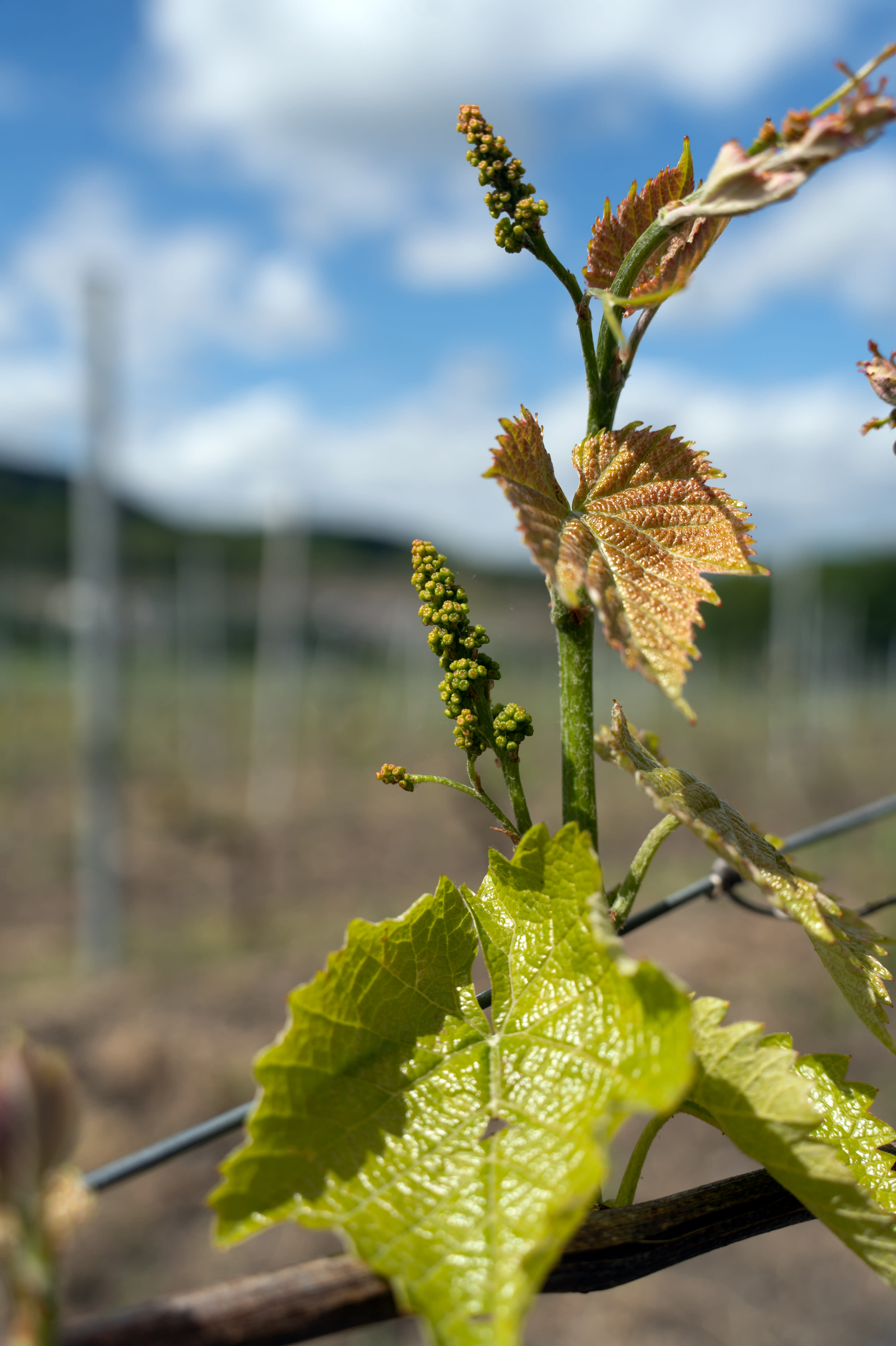 Den norske vinrevolusjonen