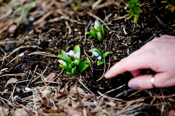 Dette kan du gjøre i hagen i påsken – og dette bør du vente med