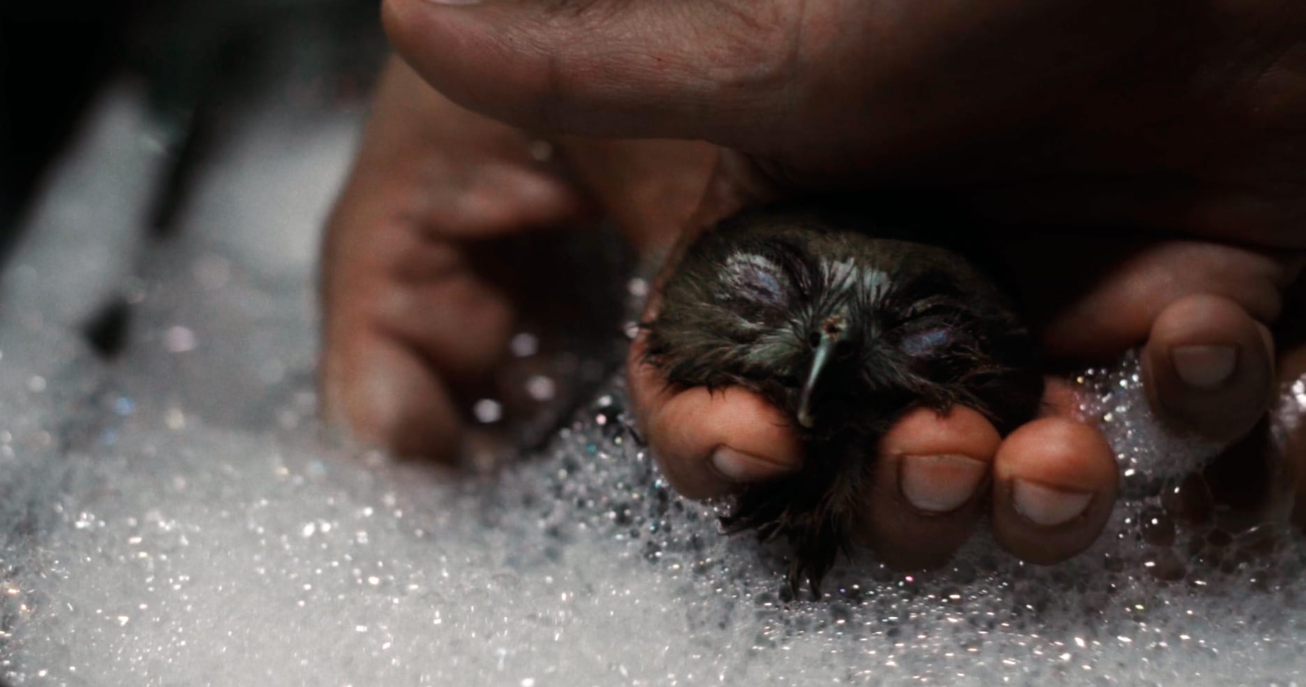 En av glentene får et bad. 