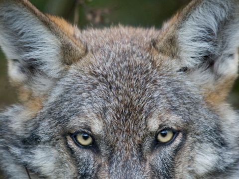 Nærbilde av den øvre delen av ansiktet til en grå ulv med ørene pekende fremover og gule øyne. 