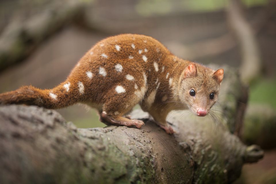 Et muselignende dyr med brun pels med hvite flekker og lang hale som står på en gren. 