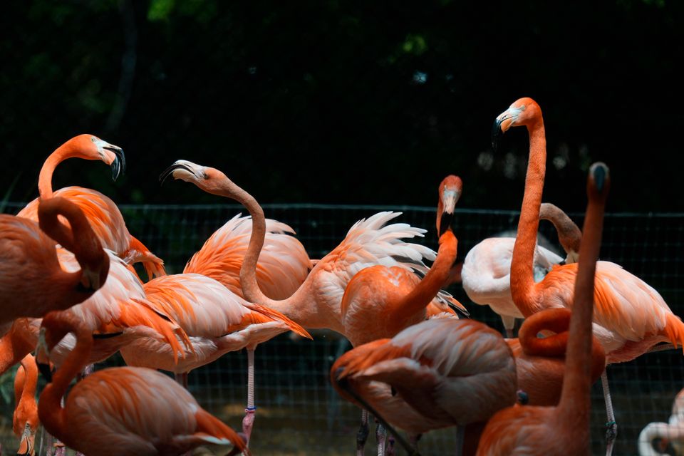 En flokk med rosa flamingoer med lang hals.