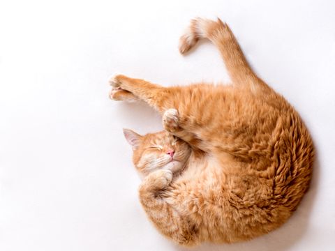 En oransje katt ligger på ryggen, lett sammenrullet med potene ved ansiktet, og sover på et hvitt gulv.