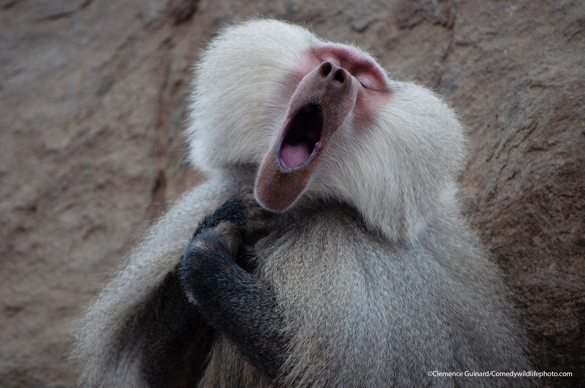 En bavian med hvit pels på kinnene og hendene foldet gaper, mens øynene er lukket.