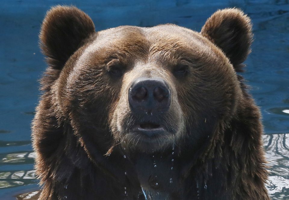 En brun bjørn ser rett frem.