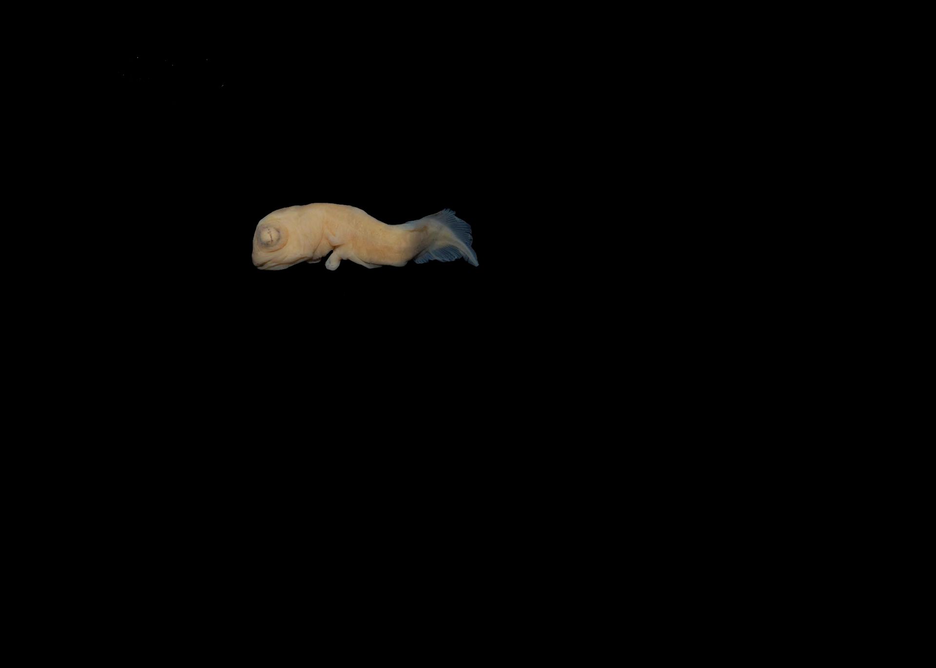 Et gul-blekt fiske-embryo avbildet på svart bakgrunn. 