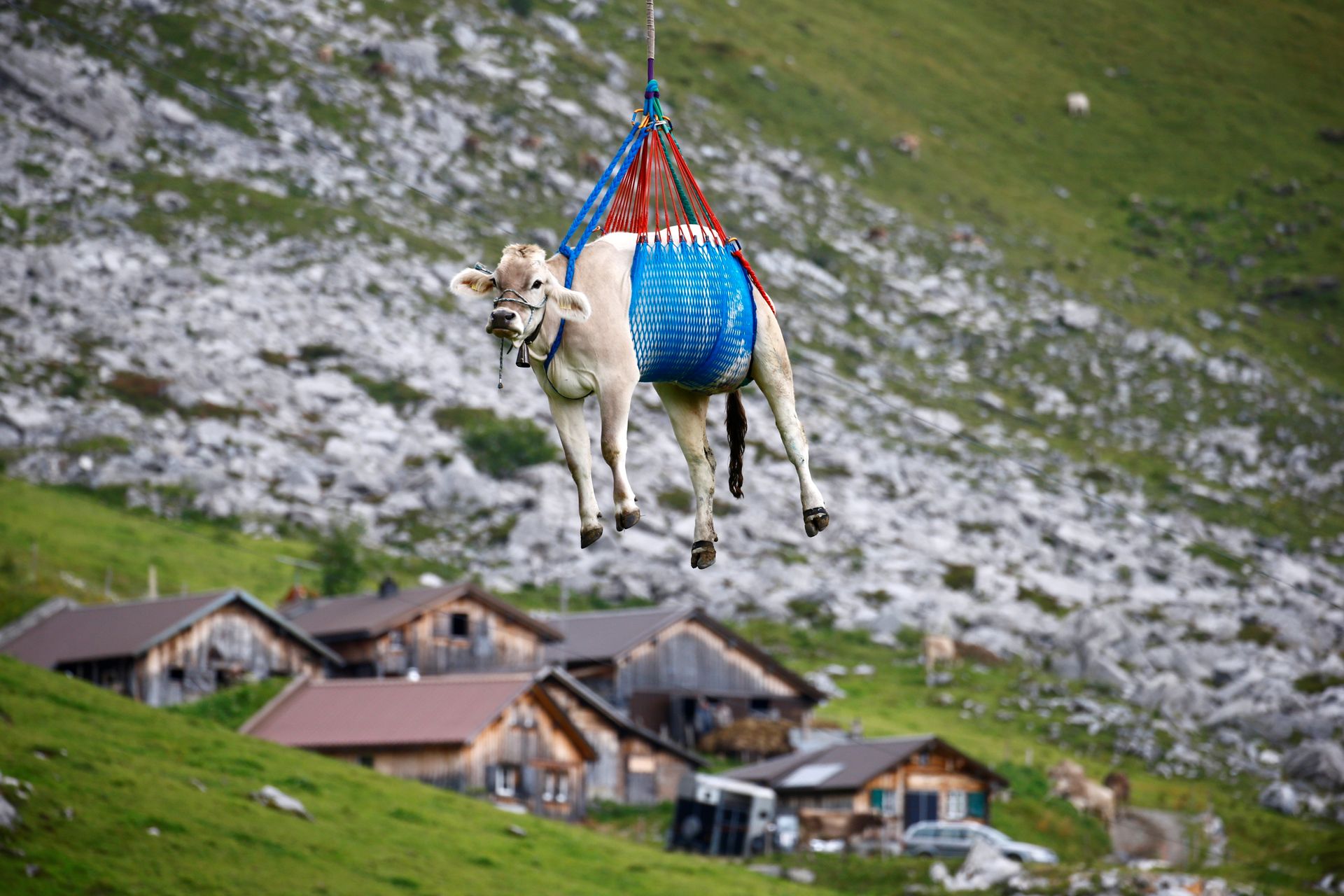 En ku med sele under magen henger flyr over noen hytter i en grønn, alpin fjellside.