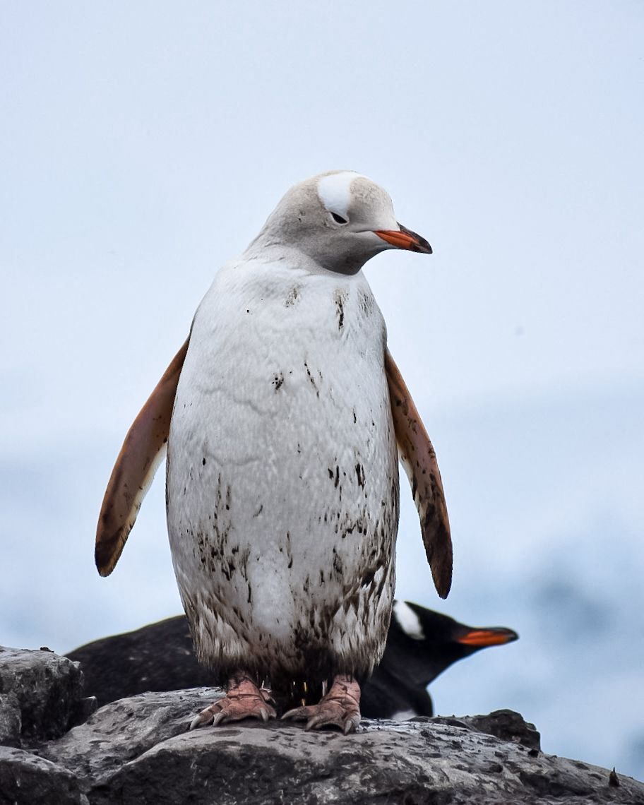 En nesten helt hvit pingvin med brune vinger og oransje nebb.
