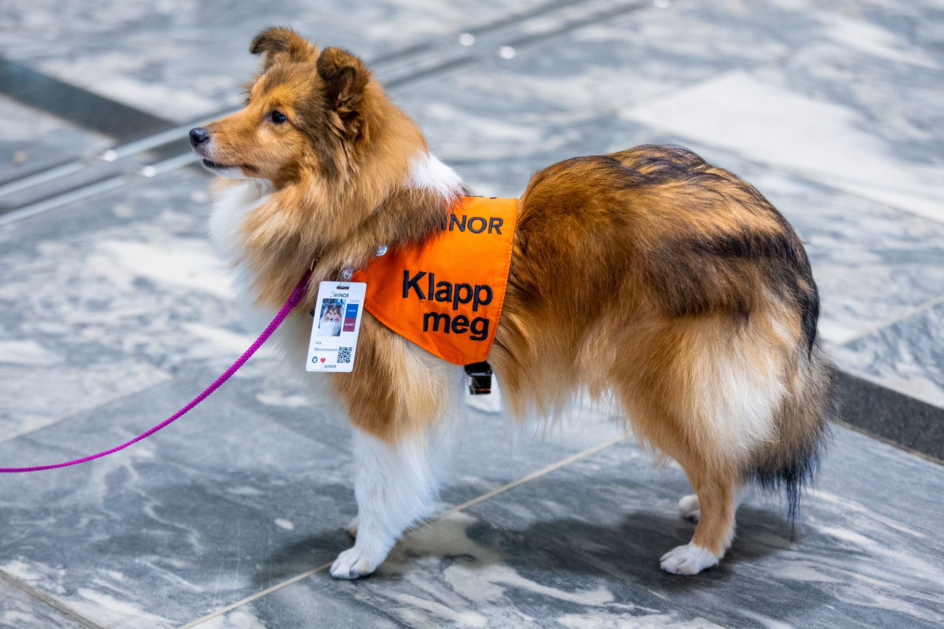 En søt hund med refleksvest hvor det står "Klapp meg" og et lite skilt rundt halsen, som står på et steingulv