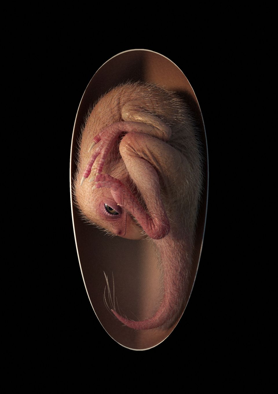 En illustrasjon av egget, mot en svart bakgrunn, viser at embryoet, med rosa hud, nebb, klør og beige fjærdrakt, ligger bøyd med hodet mot halen.
