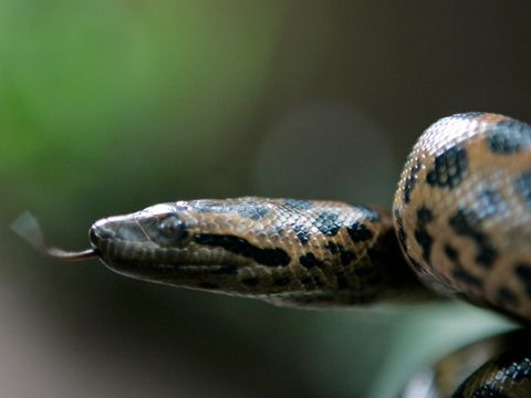 En slange med tungen hengende ute.