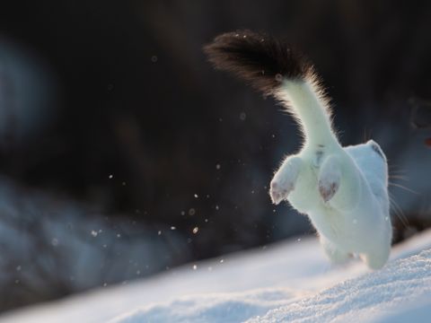 Et dyr med hvit pels og svart haletipp hopper fremover i snøen, med rumpa opp, vekk fra fotografen.