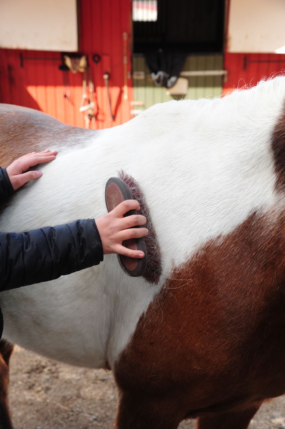En hånd som børster kroppen til en hest.