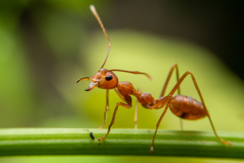 Nærbilde av en rødlig maur som står på et grønt blad. 