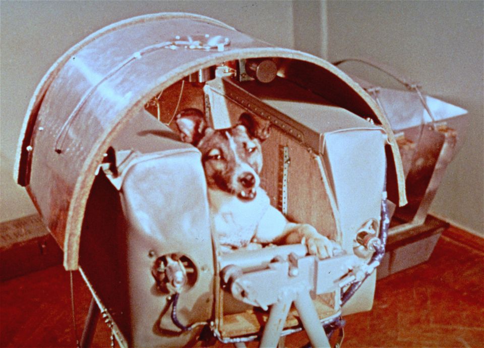 Et gammelt bilde av en hund som sitter inne i en metallaktig kapsel.