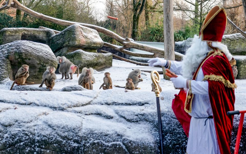 En mann utkledd som en julekonge hiver matbiter mot en rekke med små bavianer som sitter på en snødekket bakke. 