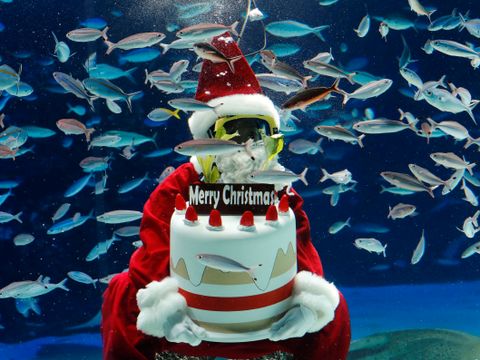 En person med rød nissedrakt og dykkermaske på sitter med en kake-figur som det står "god jul" på, nedi et akvarium med mange små fisker.