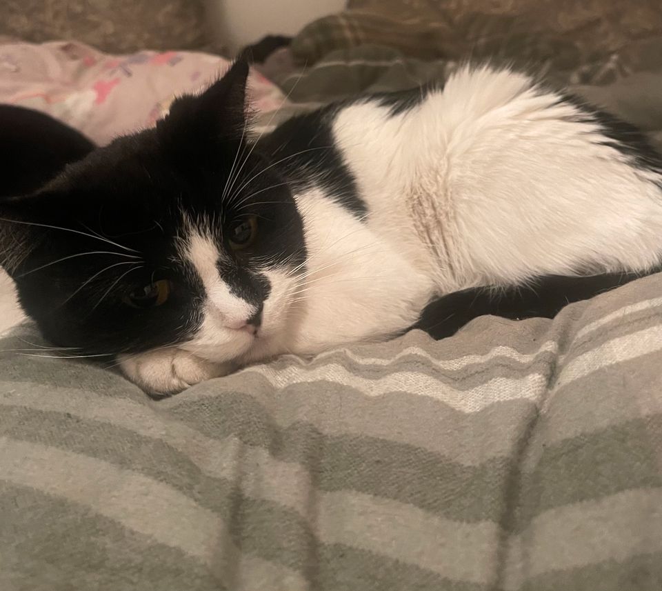 Nærbilde av en sort og hvit katt som slapper av i en seng. 