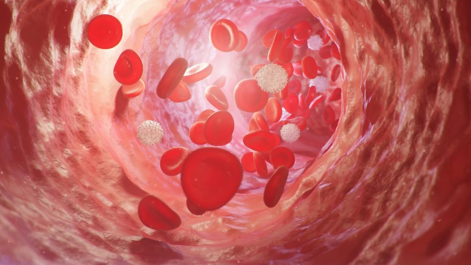 En illustrasjon av den lyserosa innsiden av et blodkar, med runde skive-liknende røde og hvite legemer. 