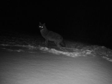 To lysende øyne og omrisset av et ulve- eller reve-liknende dyr skimtes ute i snøen på et svart-hvitt-bilde.
