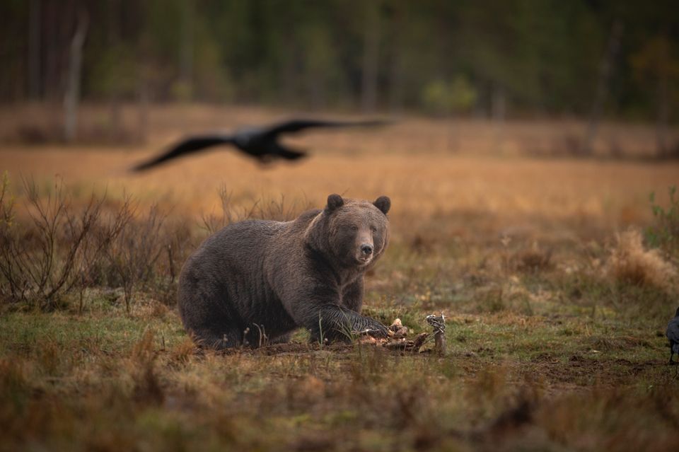 En brunbjørn ligger nede på en åpen slette i skogen og tygger på en dødt dyr. 