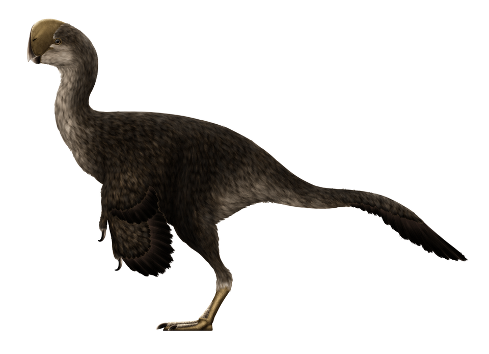 Tegning av en gråbrun, fjærkledd dinosaur, med kort, avrundet nebb, mellomstore vinger og lang hale. 