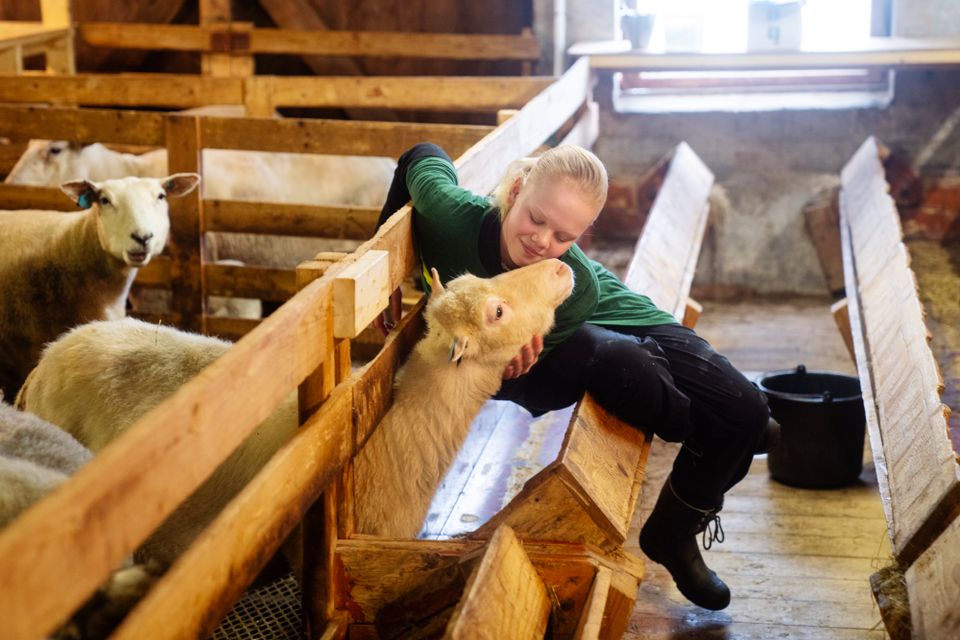Mathilde, en jente med blondt hår i hestehale, grønn t-skjorte, og gummistøvler, stryker en sau under hodet mens hun smiler.
