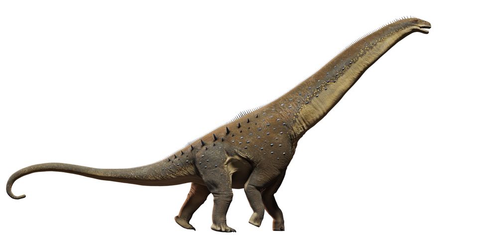En illustrasjon viser en stor dinosaur med høy og tykk hals, sterke forbein, mindre bakbein og en lang hale mot en hvit bakgrunn. 