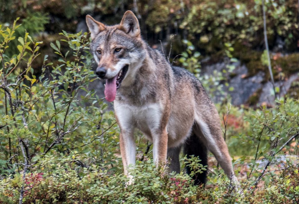 En ulv står i skogen med tunga hengende ut av munnen.