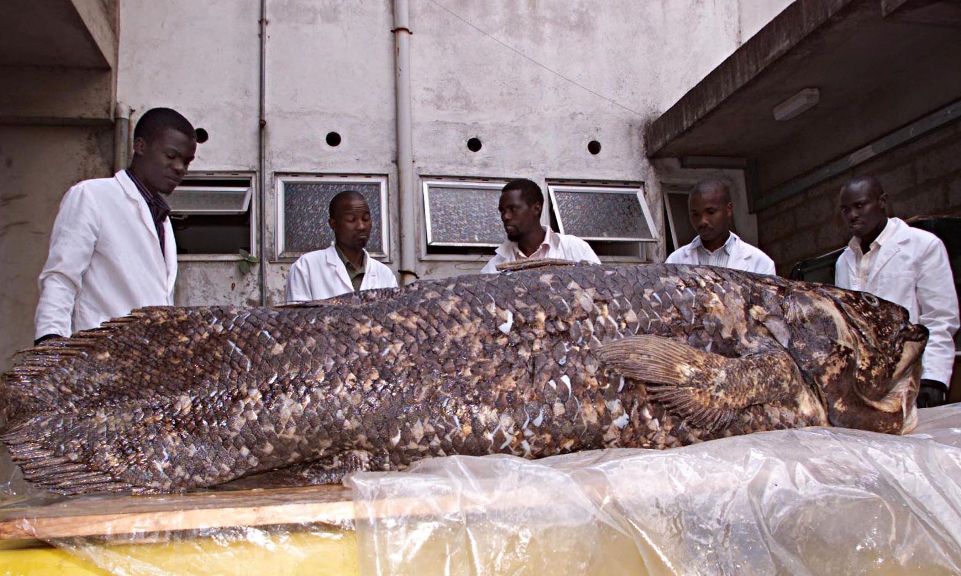 Fem kenyanske menn i hvit frakk står rundt et bord med en enorm, brunflekkete, død fisk oppå.