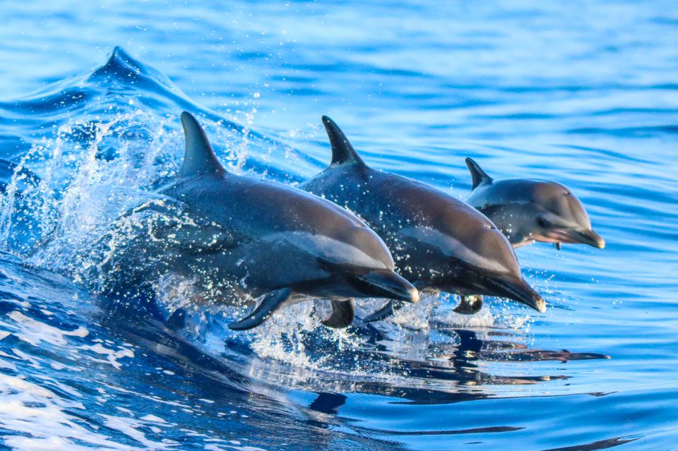 Tre delfiner som svømmer på rekke hopper opp av knallblå sjø.