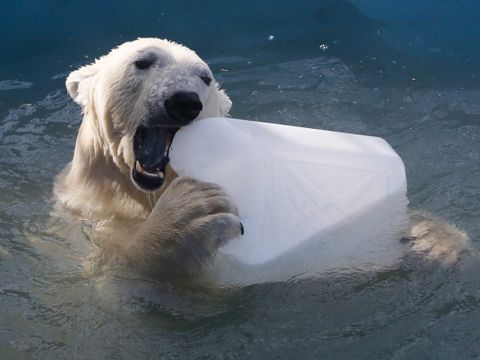 En isbjørn tar en bit av et isflak.
