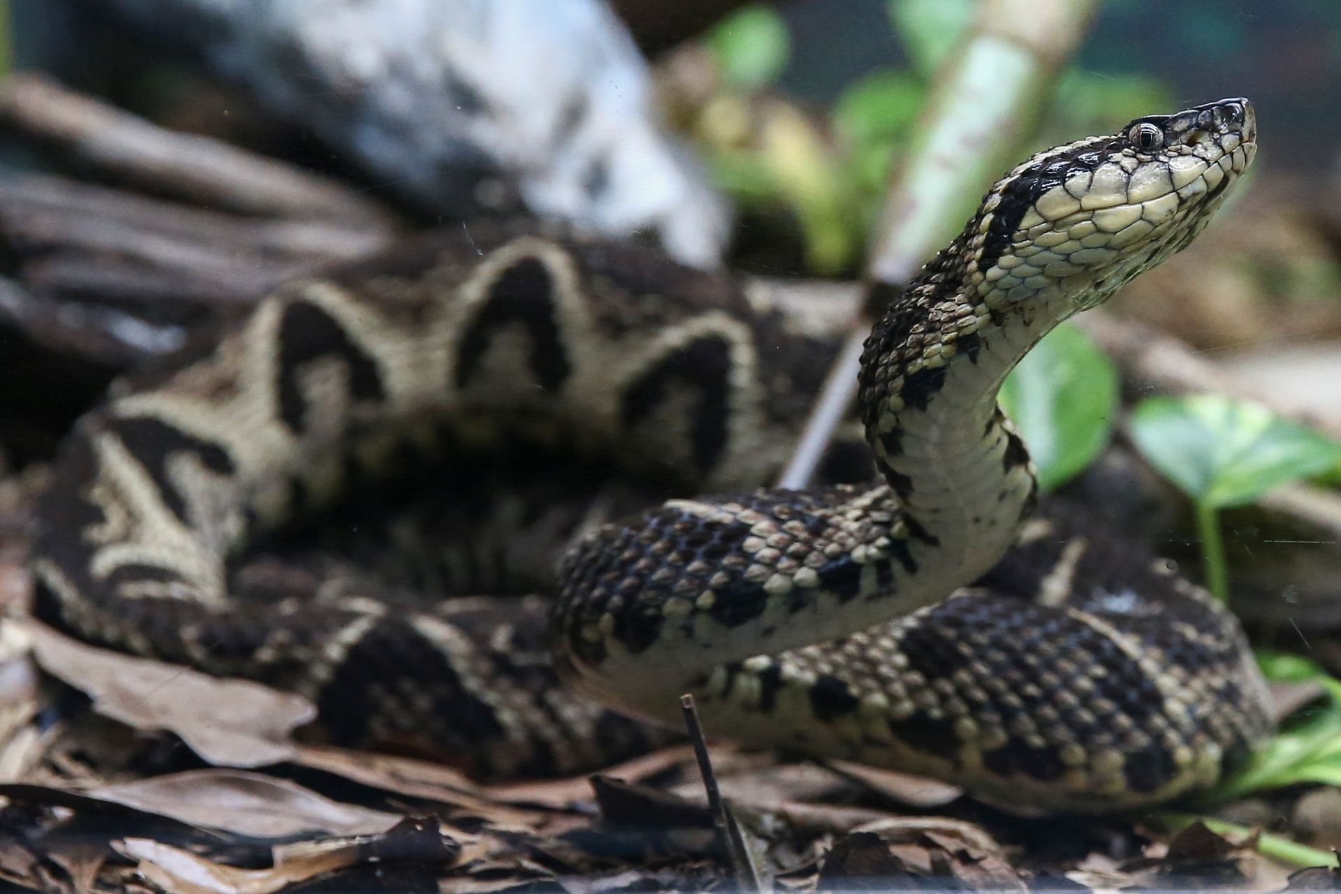 En slange med mønstret skinn hever hodet fra trestokken den ligger på. 