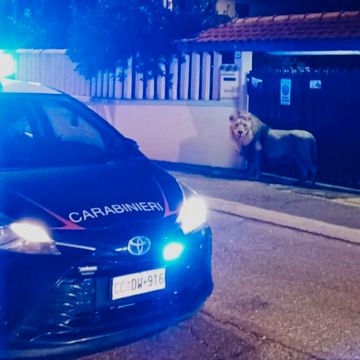 En politibil med blålys står noen meter foran en løve på gaten