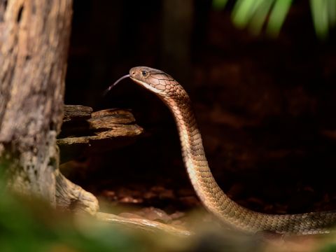 En brun slange med reist hode og tungen ut står i et mørkt terrarium.