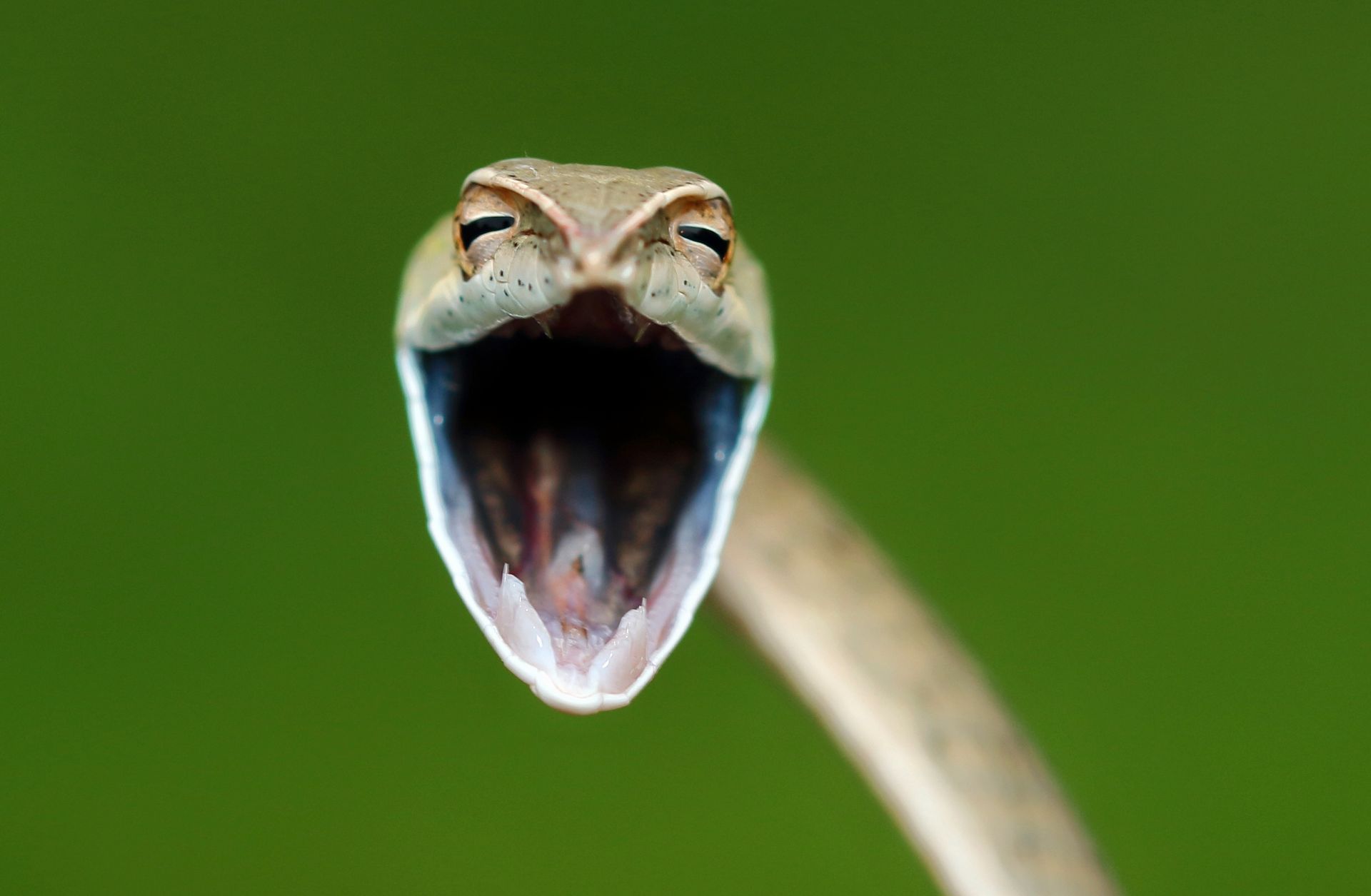 En brun slange med svarte streker som øyne gaper mot kameraet.