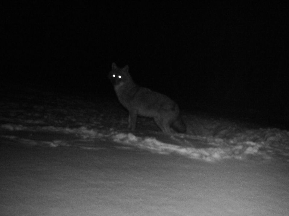 To lysende øyne og omrisset av et ulve- eller reve-liknende dyr skimtes ute i snøen på et svart-hvitt-bilde.