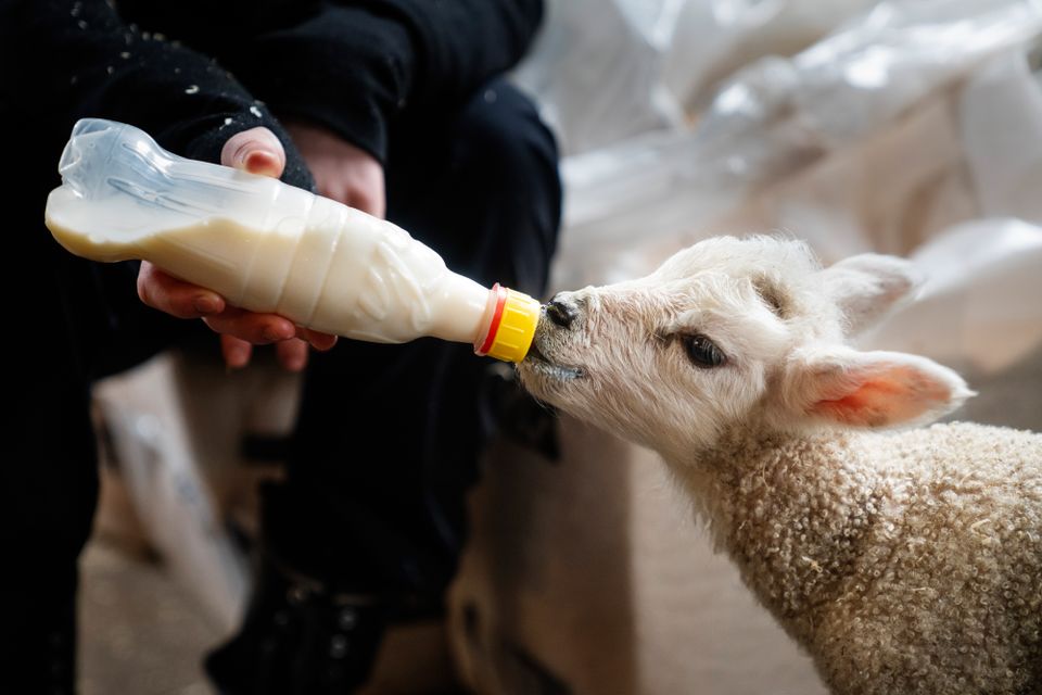 Nærbilde av et lite lam som drikker av en flaske med melk.