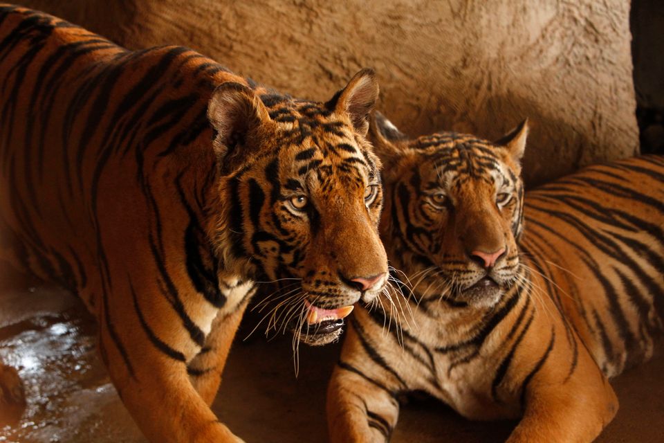 To tigere står ved siden av hverandre.