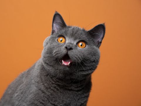 En mørkegrå katt foran en oransje vegg kikker overrasket opp med munnen halvåpen, så det ser ut som at den gisper.